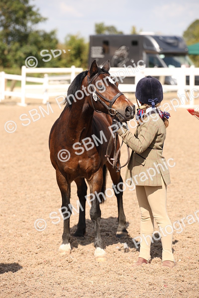 SBM_03397 - Class 18 Handsomest Gelding (IH or Ridden)