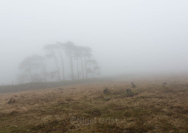 Into the mist - Atrium Gallery