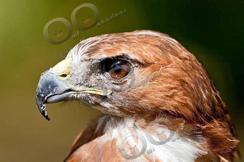 Maizie - Our Birds