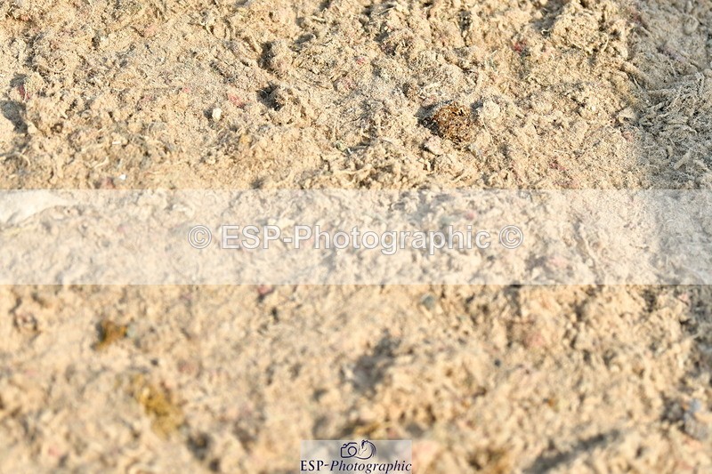 230721A-091357-04653 - Cls 26, 5 Yr Olds 1.10m