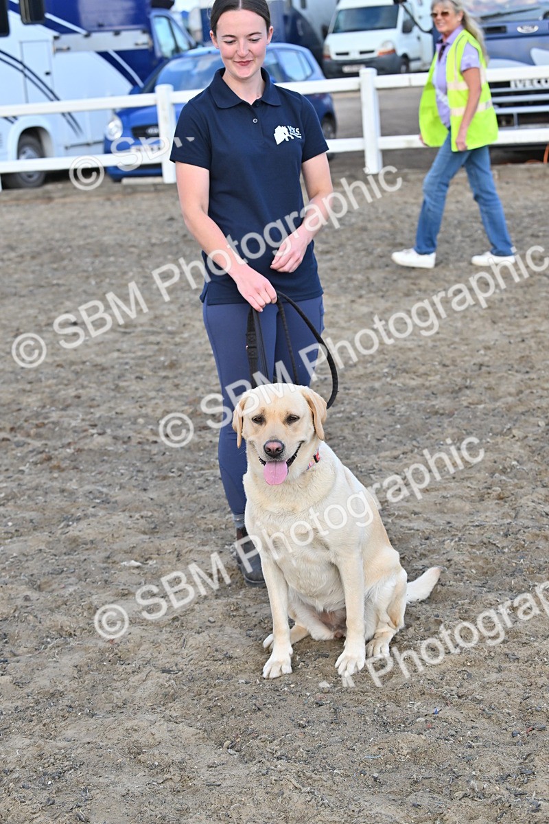 SBM_09522 - Lorry Dogs