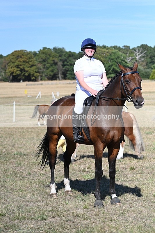 WJ7_1596 - Class 42 Most Handsome Gelding