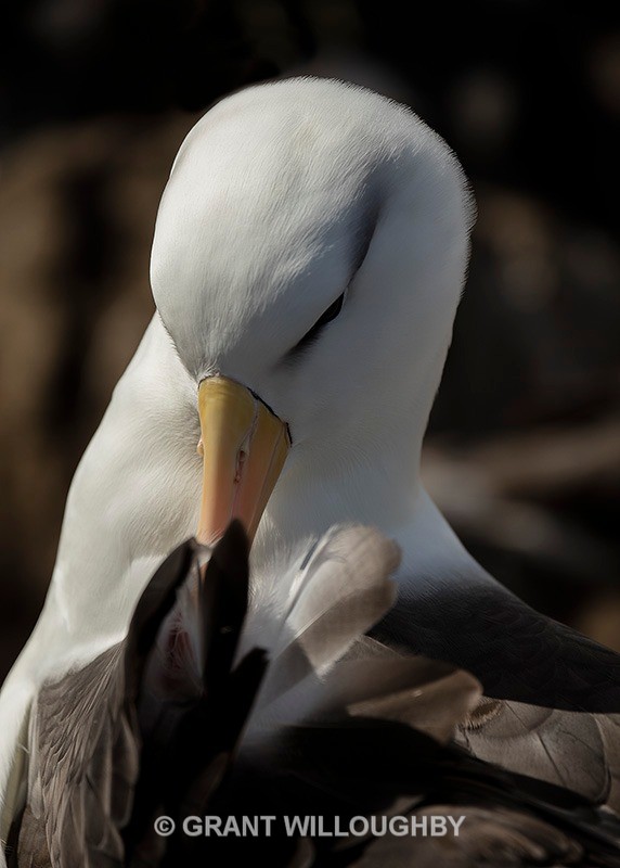 Albatross - Antartica