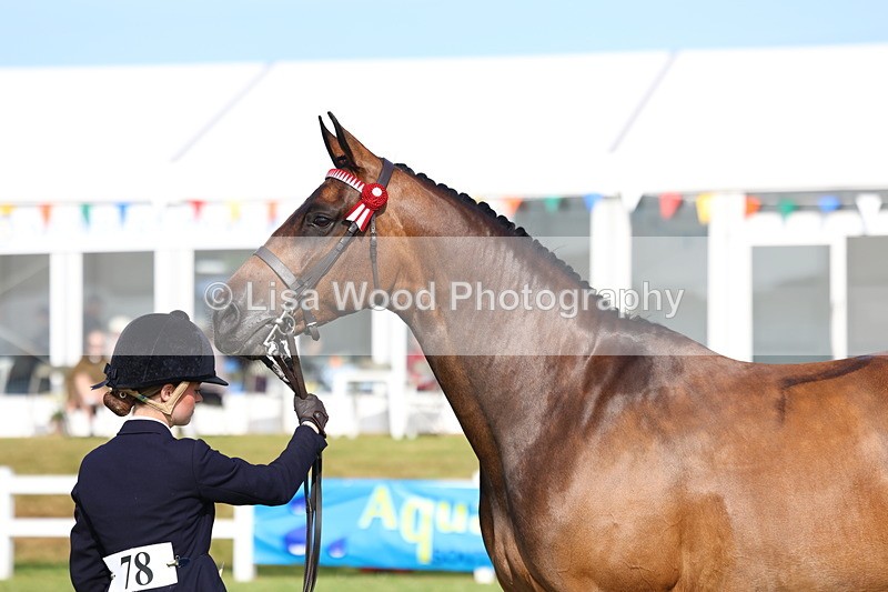 3E7A8311 - Class 2: Rising Star Large Hack/Riding Horse