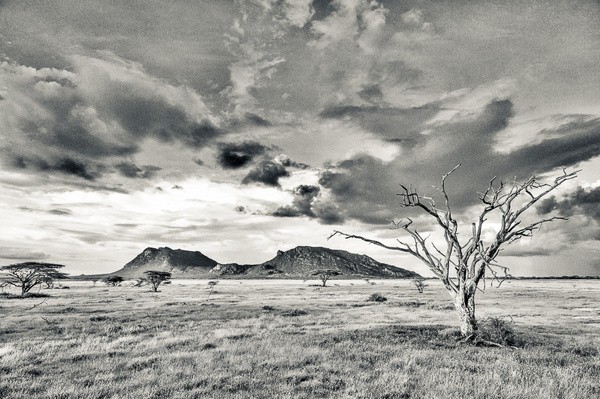 Tree, Shaba, Kenya