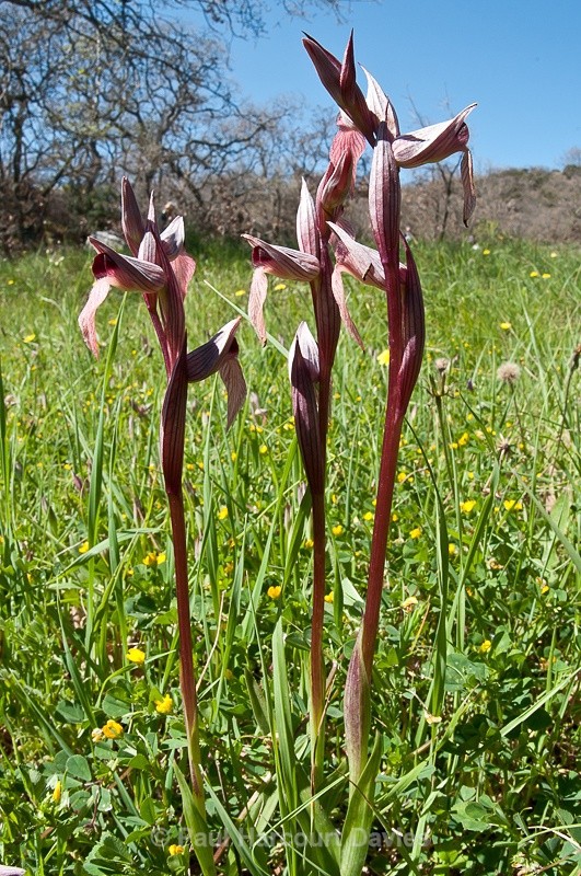  - Orchids - Crete