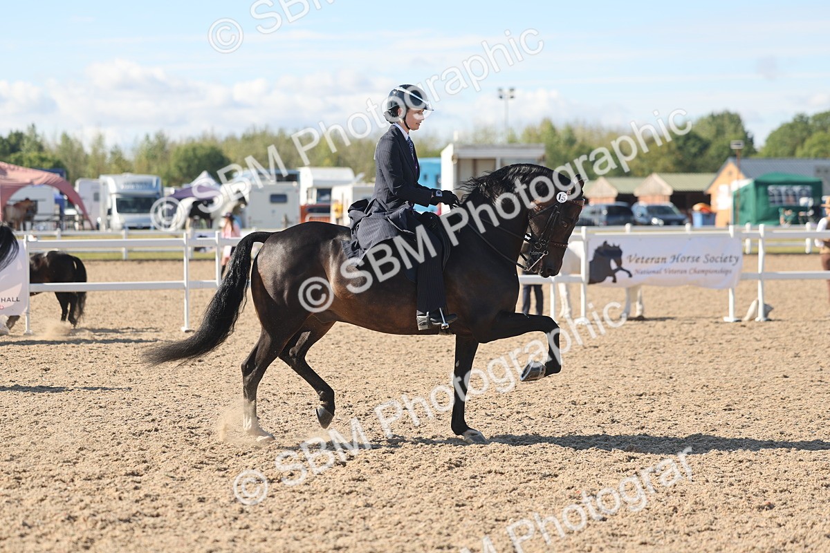 SBM_13056 - Class 305 - Ridden Foreign Breed Pure Bred
