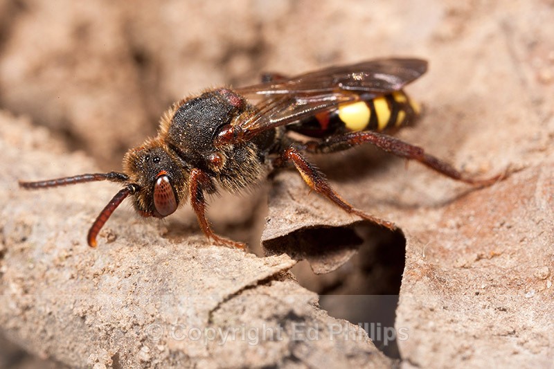 Nomada leucophthalma - Nomada leucophthalma