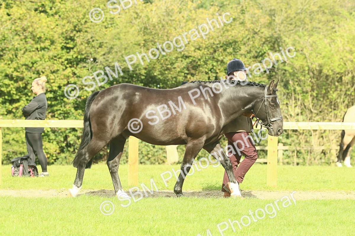 SBM_66391 - S34 - Rehabilitated Rescue Horse & Pony In Hand & Ridden