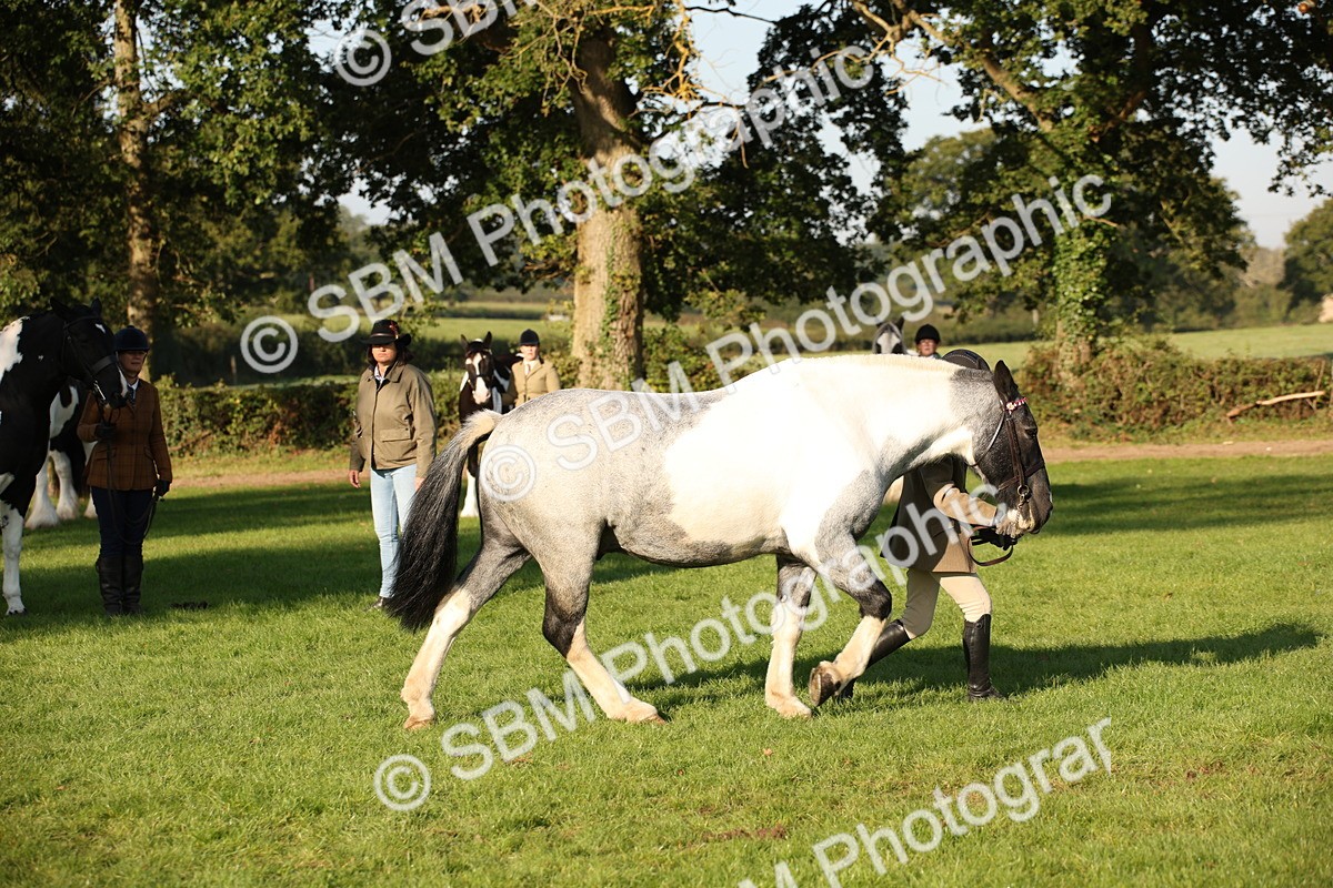 SBM_58712 - S51 - Piebald & Skewbald Horse In Hand