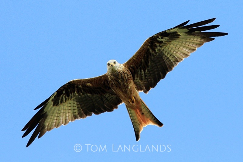Red Kite - Birds of Prey