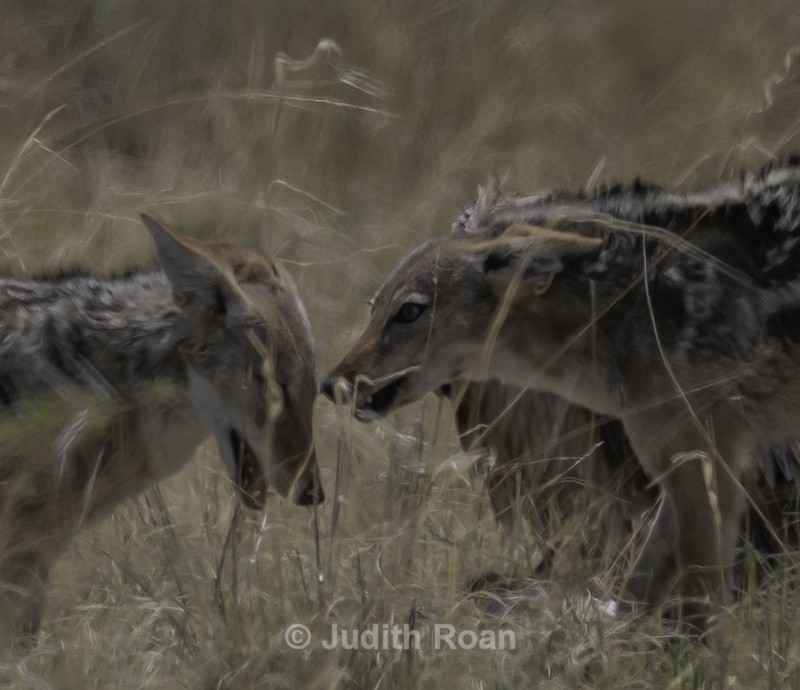Black-backed Jackal - Namibia 2022