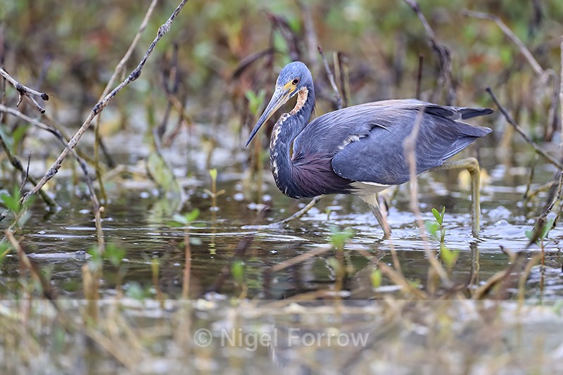 Tricolored Heron ready to strike, Harns Marsh, Florida - Tricolored Heron