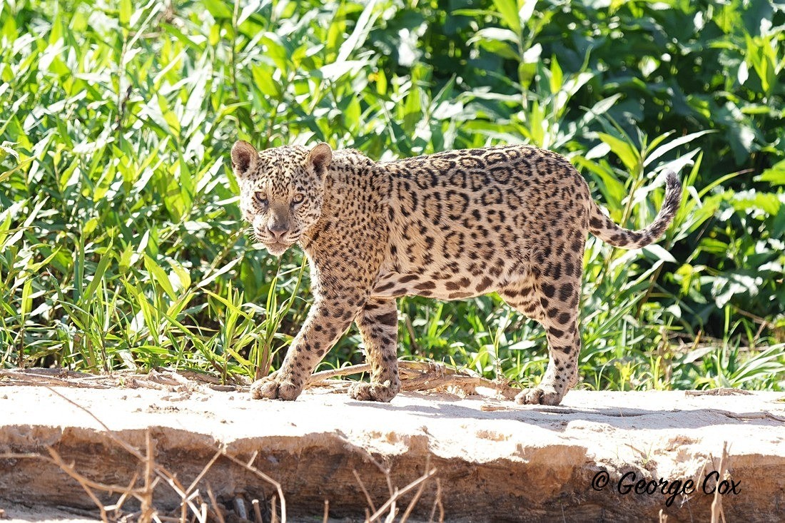 Jaguar walking - Brazil