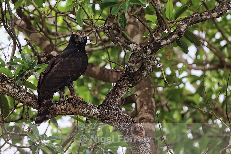 Black Hawk-Eagle perched, Pantanal, Brazil - Black Hawk-Eagle