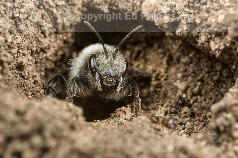 Andrena cineraria (f)