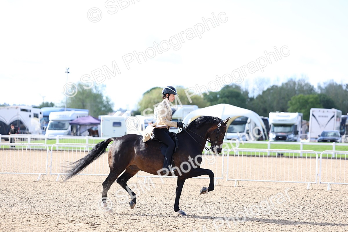 SBM_09152 - Class 303 - Ridden Pure Bred Horse Pony