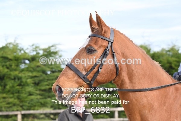 BPP_6832 - RING 1  (RIDDEN HORSES / IN HAND / VETERAN ETC)