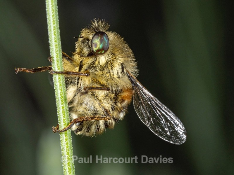 Hoverfly (Falennia fasciata) - Ten Metres from Home 2021