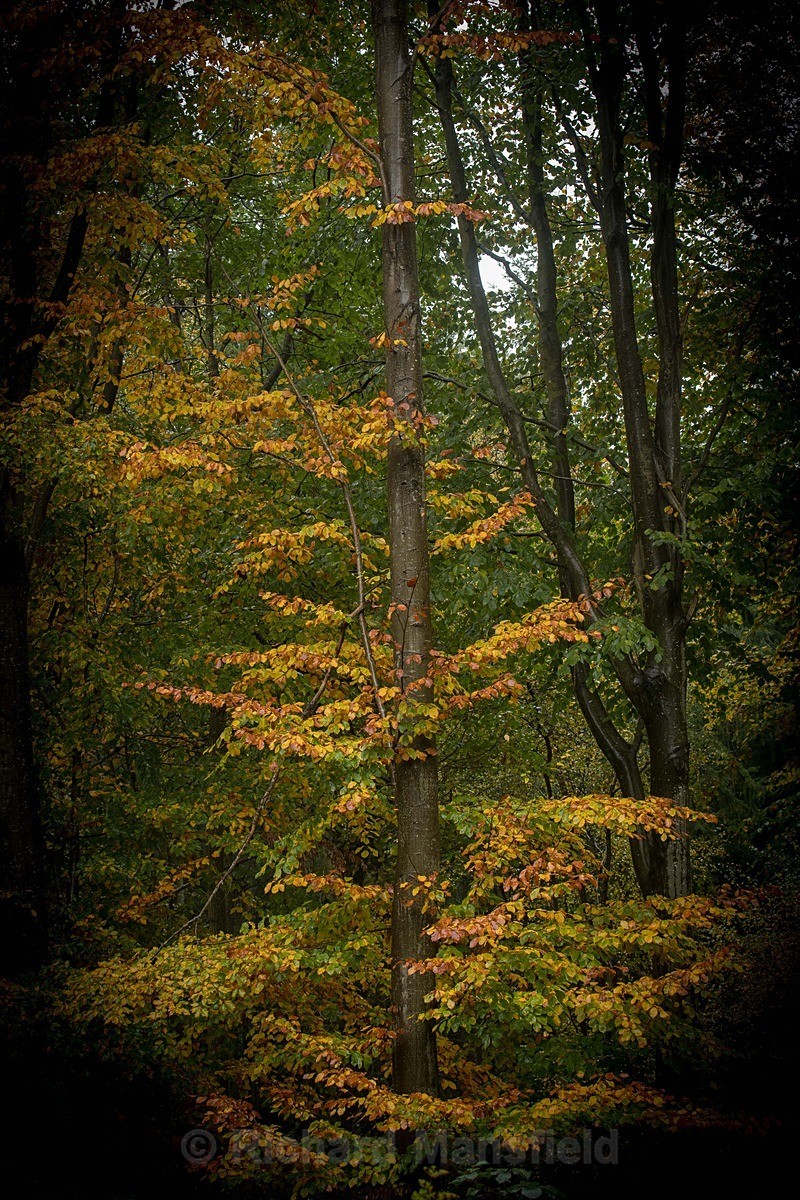  - Autumn