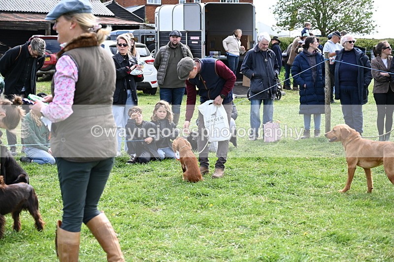 WJ6_9098 - Class 8 Best Working / Gun Dog or Bitch