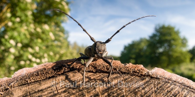  - Bugs: Wide-angle
