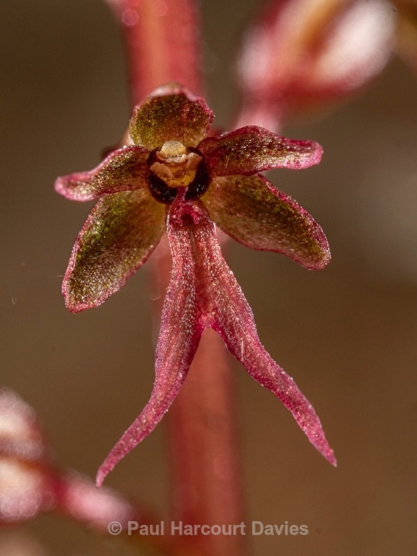 Lesser twayblade (Neottia cordata also Listera cordata) - Wild Orchids 2021