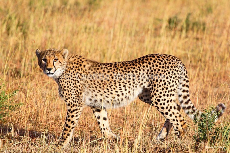 IMG_1275 Maasai Mara - Leos & Cheetahs