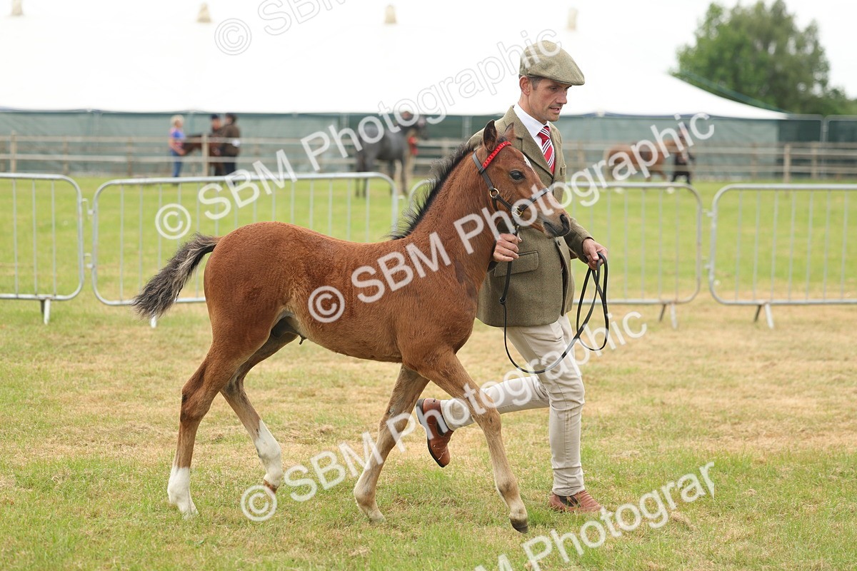 SBM_05538 - Class 68-73 - Riding Pony Breeding