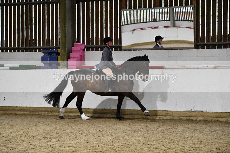 WJ5_8808 - Class 15 Ridden Show Horse