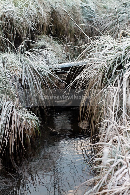Ogden Stream - Landscape