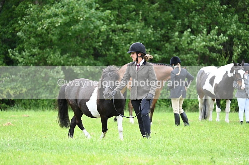 WJ7_4076 - Class 14A Handsome Gelding