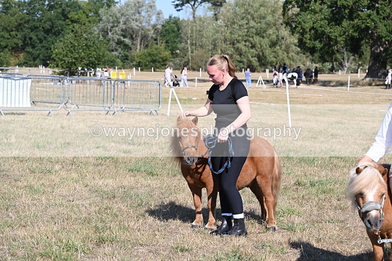 WJ6_7323 - Class 33 Rescue Pony