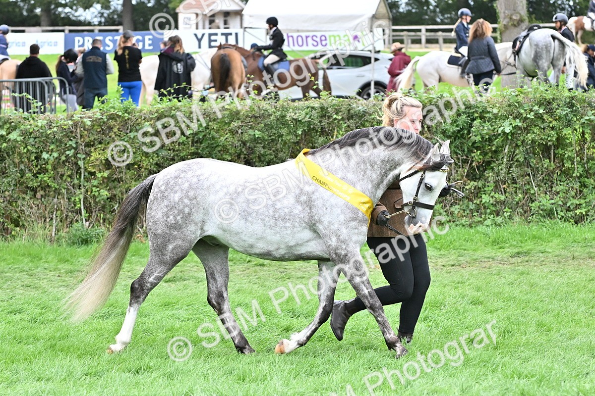 SBM_64989 - In Hand Pony & Younstock Supreme Championship