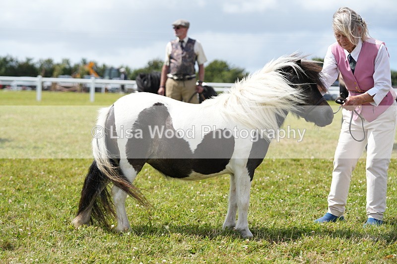 DSC06942 - Class 60: Coloured Pony 4yrs & over