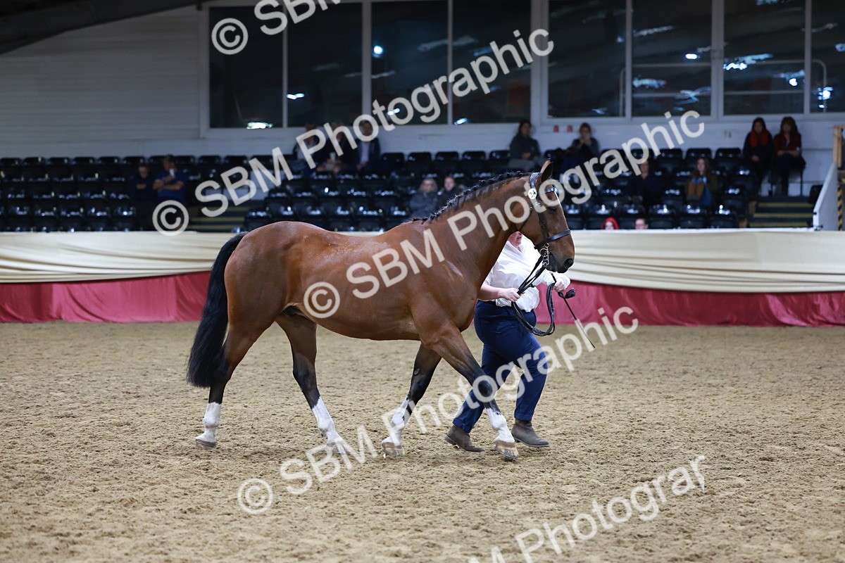 SBM_20493 - Class G - IH Large (over 148cm)Champ