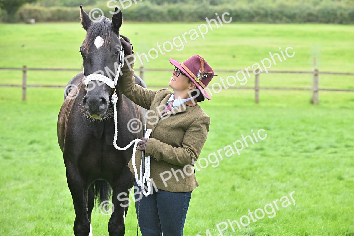 SBM_63305 - S49 - Mountain & Moorland In Hand Large Breeds