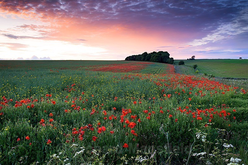  - Landscape