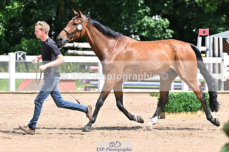 240718A-105251-01250 - Trot Up 12pm to 1pm