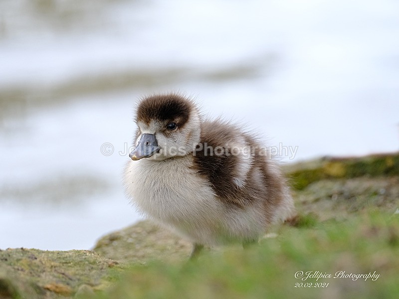  - Wildlife and Nature