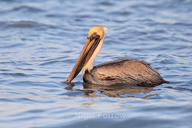 Adult Brown Pelican, Sanibel Island, Florida - Brown Pelican