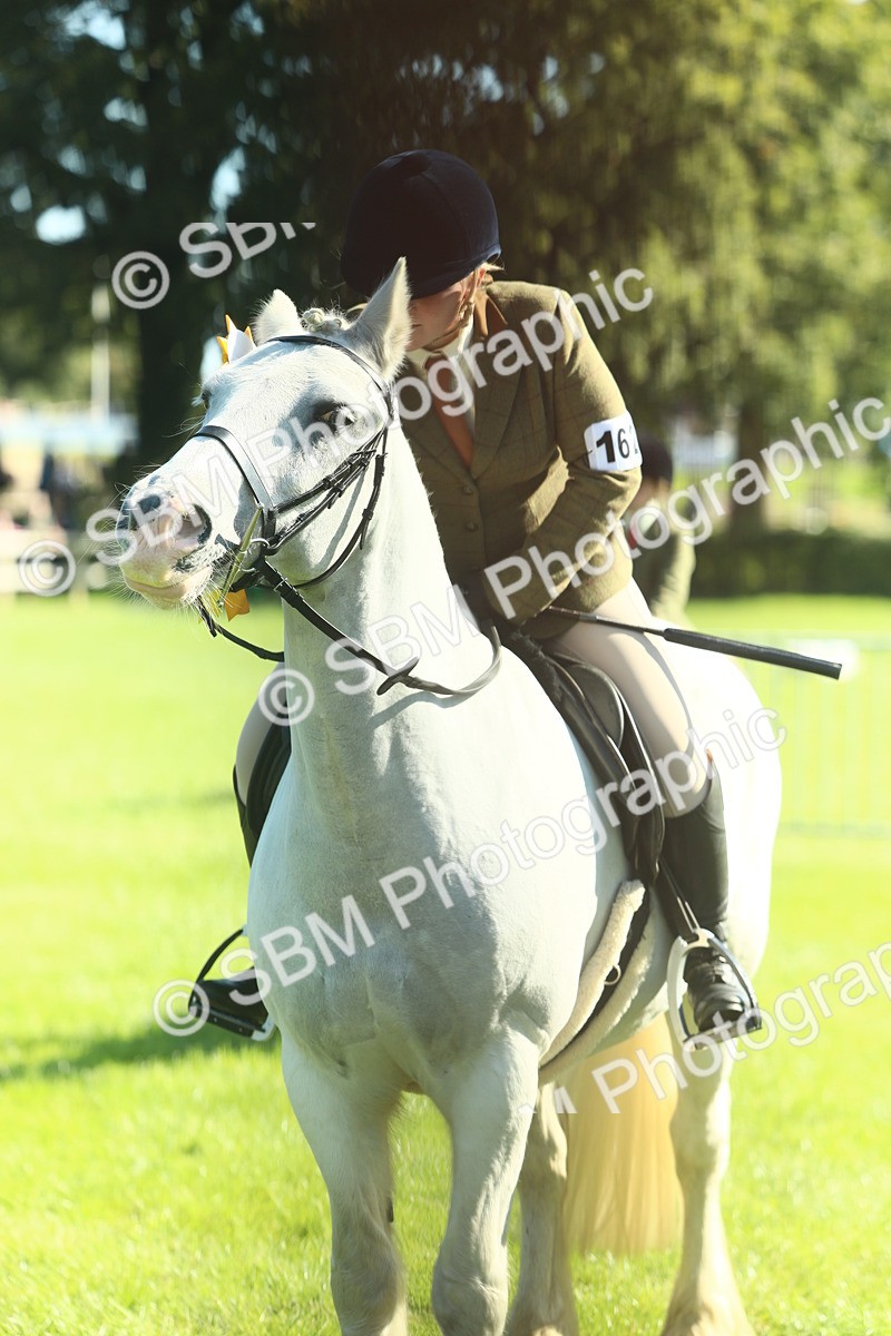 SBM_39083 - S29 - Novice & Newcomers Working Hunter Pony