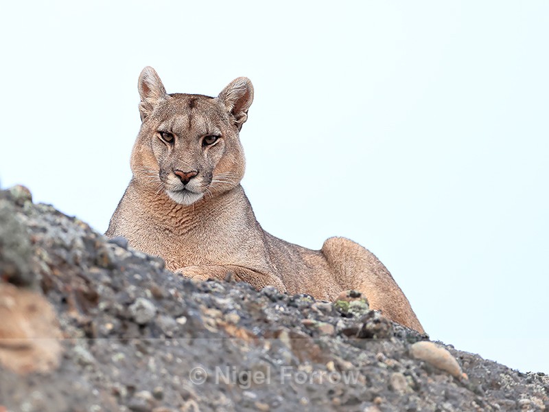 Puma Petaca, Torres del Paine, Chile - Puma