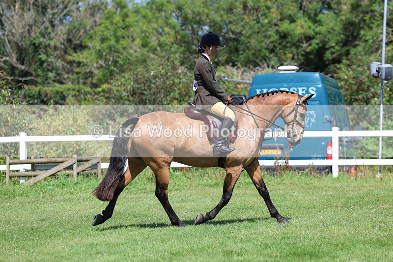 3E7A8937 - Class 6: Open Working Horse