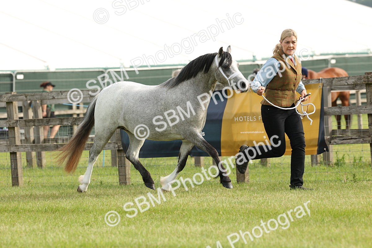 SBM_00403 - Class 6-13 - Mountatin and Moorland In Hand Welsh Breeds