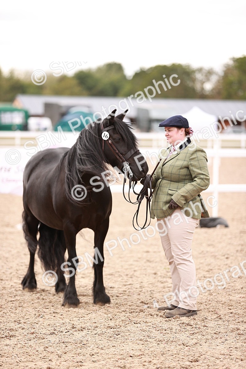 SBM_16137 - Class 411 - Prettiest Mare - (IH or Ridden Adult)