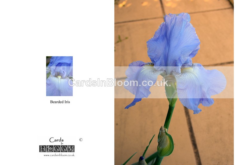 008 Bearded Iris - THE IRIS CARD COLLECTION