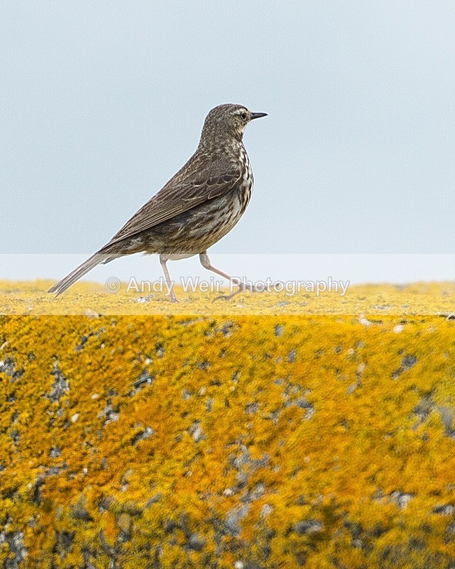 20110615-IMG_5865 - Pipits & Wagtails