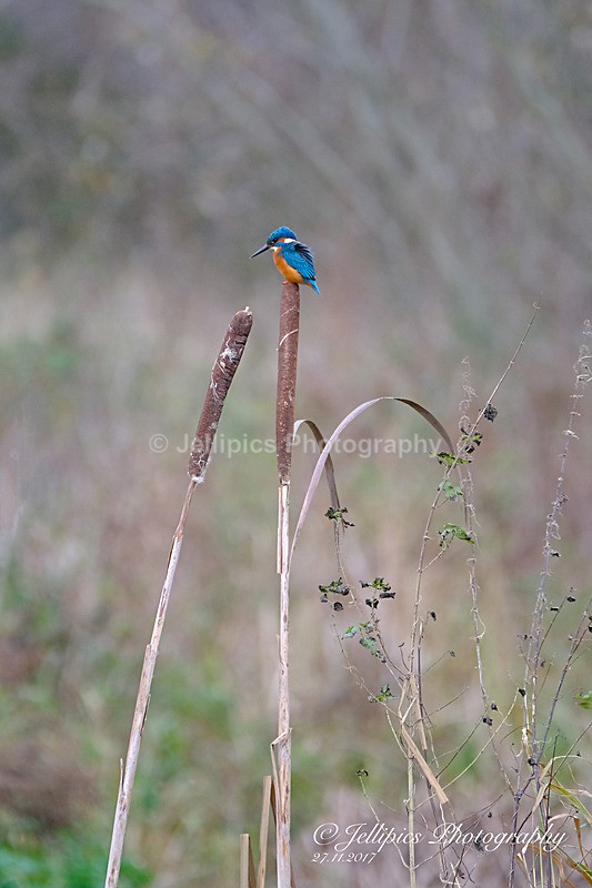  - Wildlife and Nature