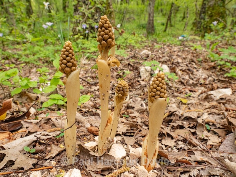 Bird's nest orchid (Neottia nidus-avis)  - Gargano - Wild Orchids